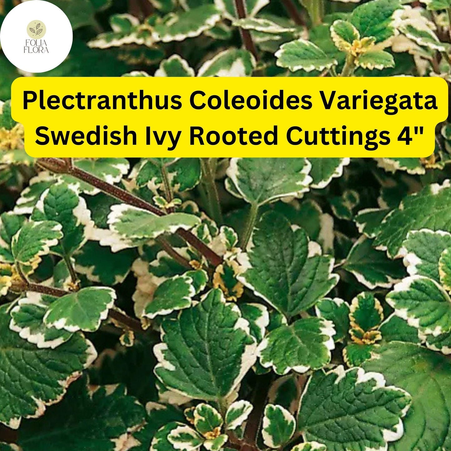 Plectranthus coleoides ‘Variegata’ | 3 Rooted Cuttings 4" Live Swedish Ivy Plant | Variegated, Trailing, Fragrant