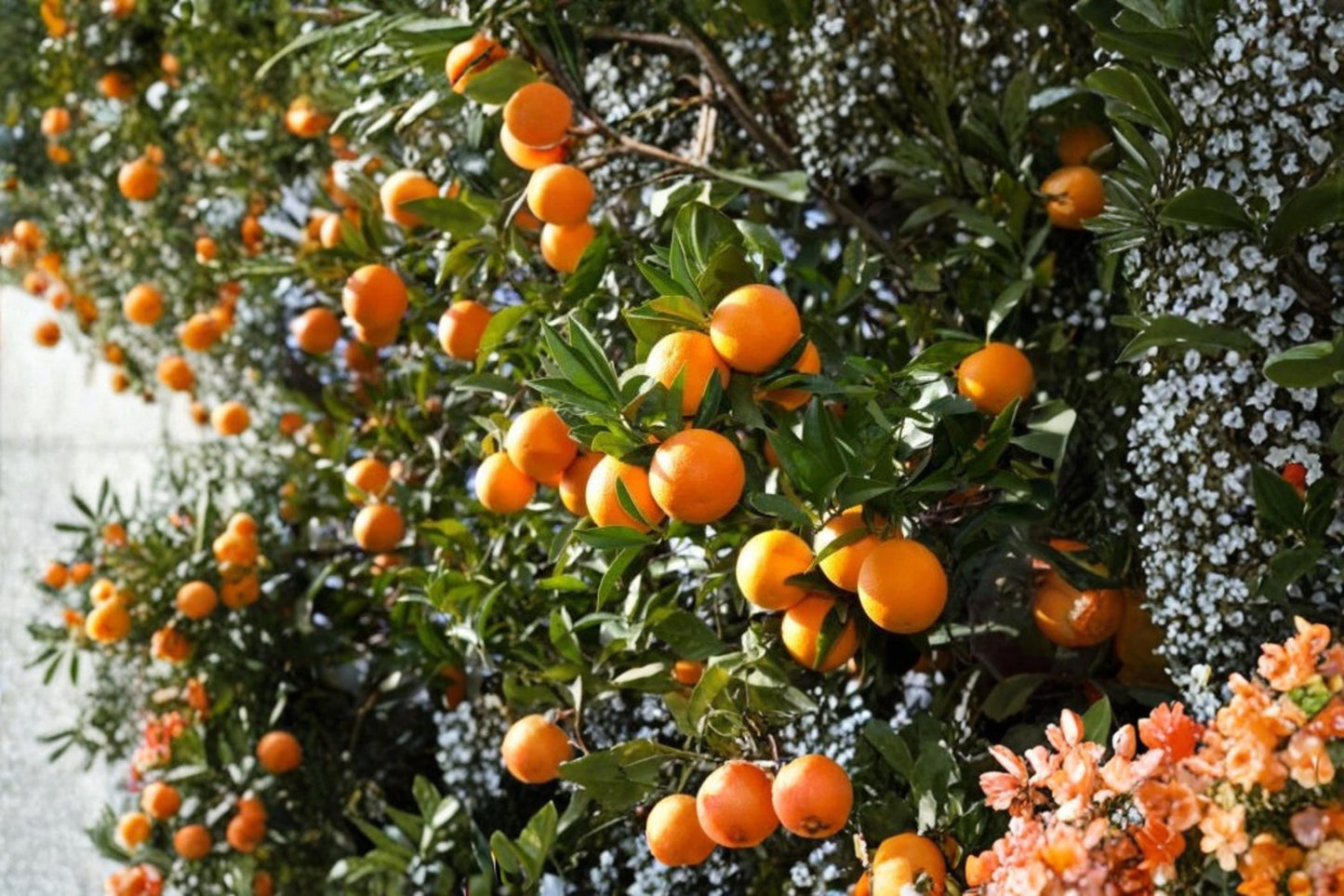 Orange Tree 4 Scions 6-8 Inch (Citrus sinensis) Fruit Tree Cuttings