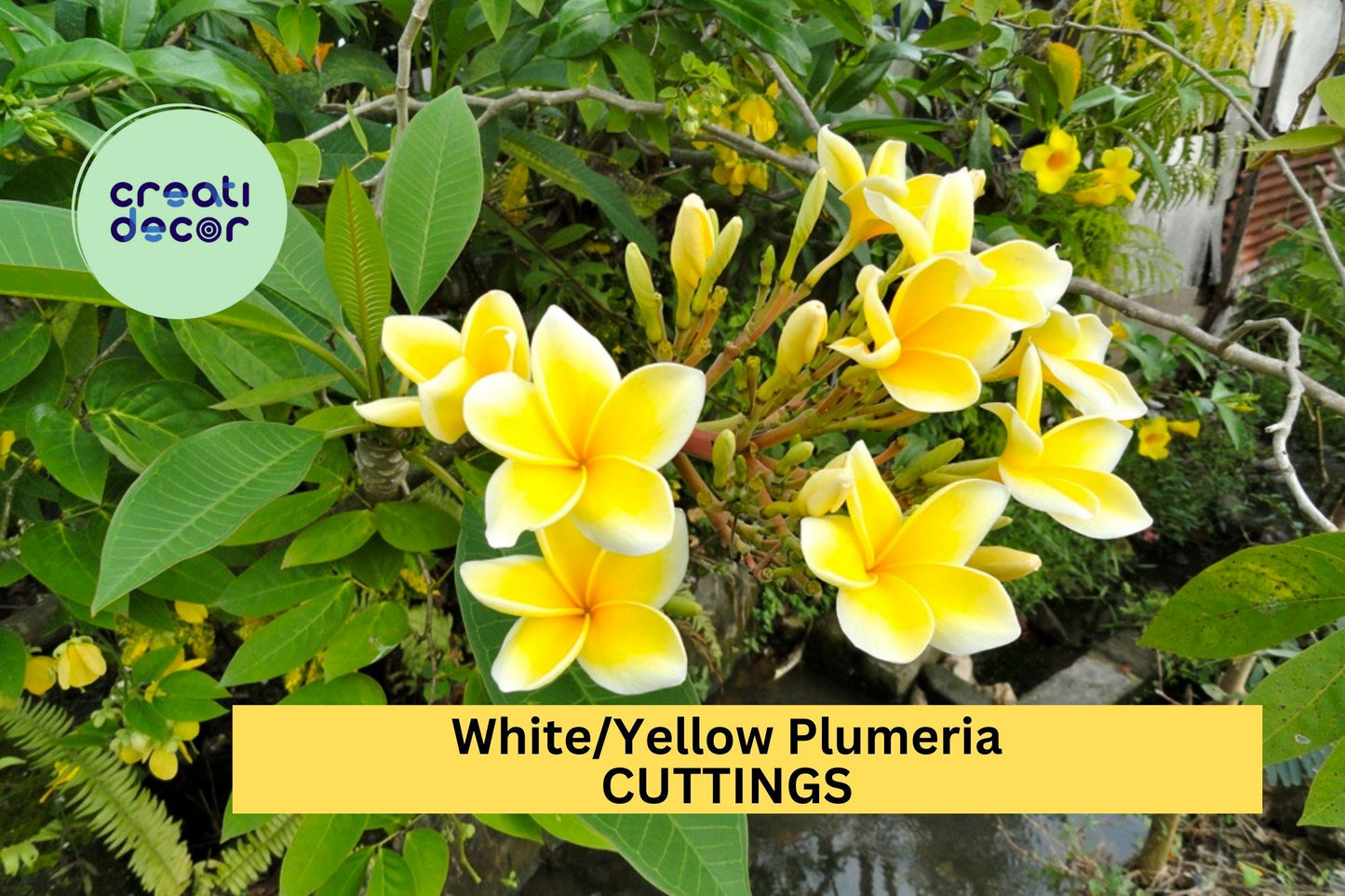 White Yellow Plumeria Cutting | Single Head 10-12" Unrooted Starter | Tropical Frangipani Flower Tree for Garden or Patio Pot