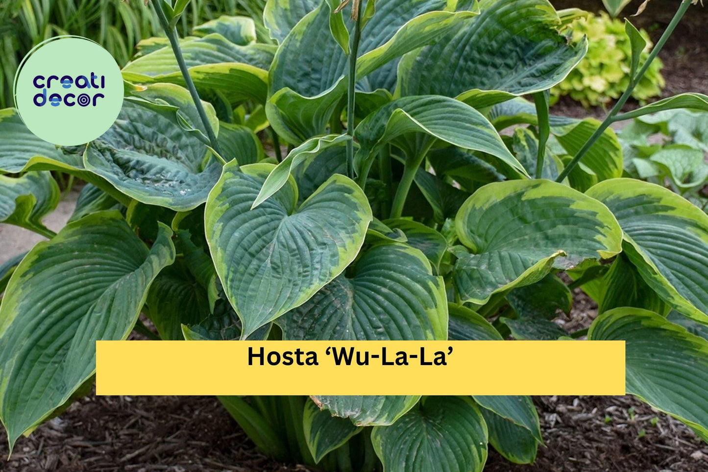 Hosta ‘Wu-La-La’ – Live Perennial in 5.25” Pot – Shade-Loving Proven Winners Plant with Bold Blue-Green Foliage
