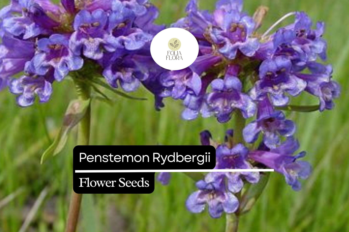 100mg Penstemon rydbergii - Rydberg's Penstemon Seeds, Native Perennial for Pollinator Gardens