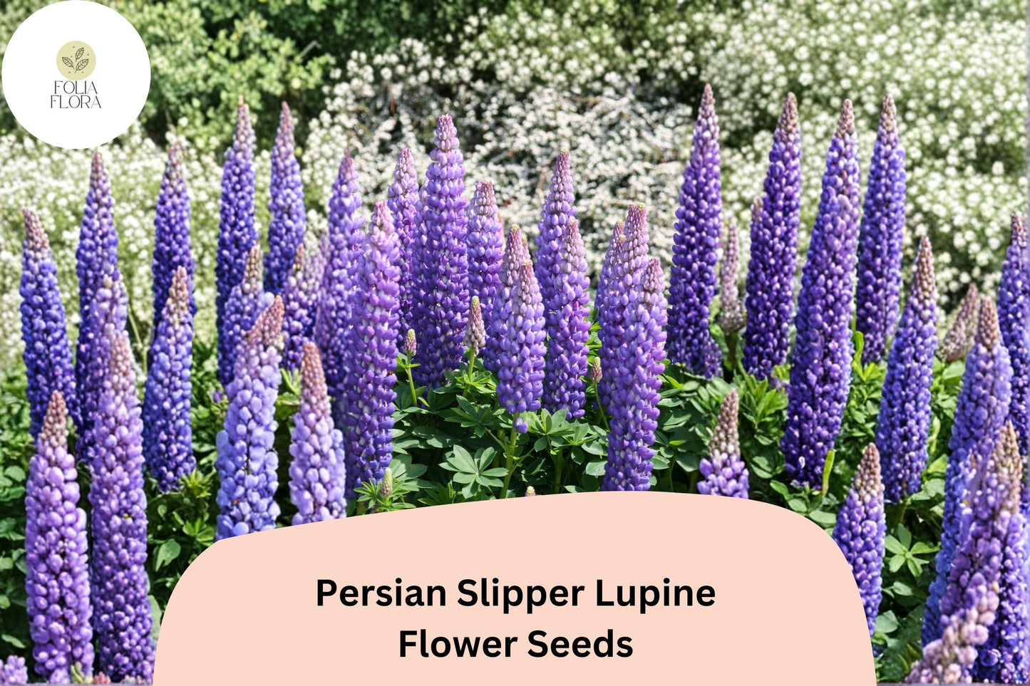 25+ Persian Slipper Lupine Seeds | Purple Lupinus | Elegant Spring Bloom Spikes for Garden Planting