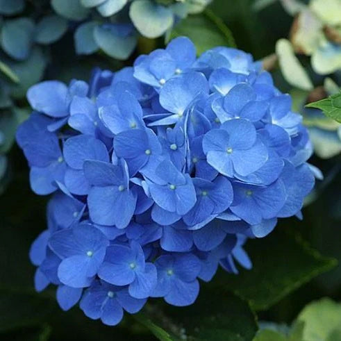 2 Live Blue Hydrangea Bushes β 18β Bareroot Plants | Fragrant, Large Blooming Shrub, Perennial Flowering Landscape Plant