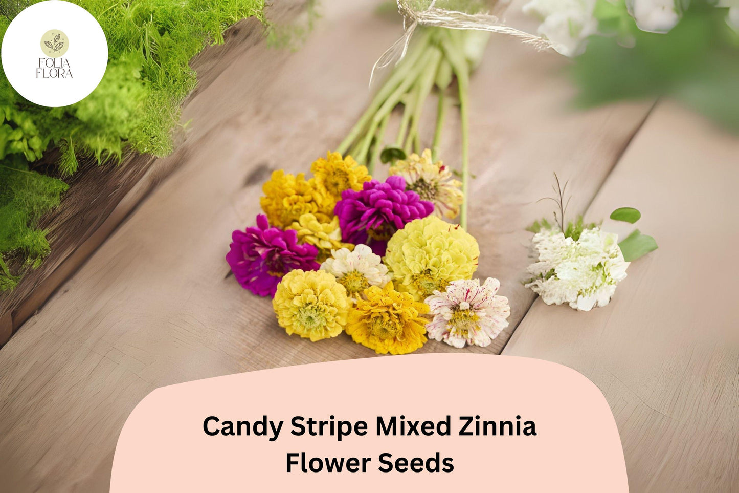 100+ Candy Stripe Mix Zinnia Seeds – Colorful Striped Blooms for Summer Gardens & Bouquets