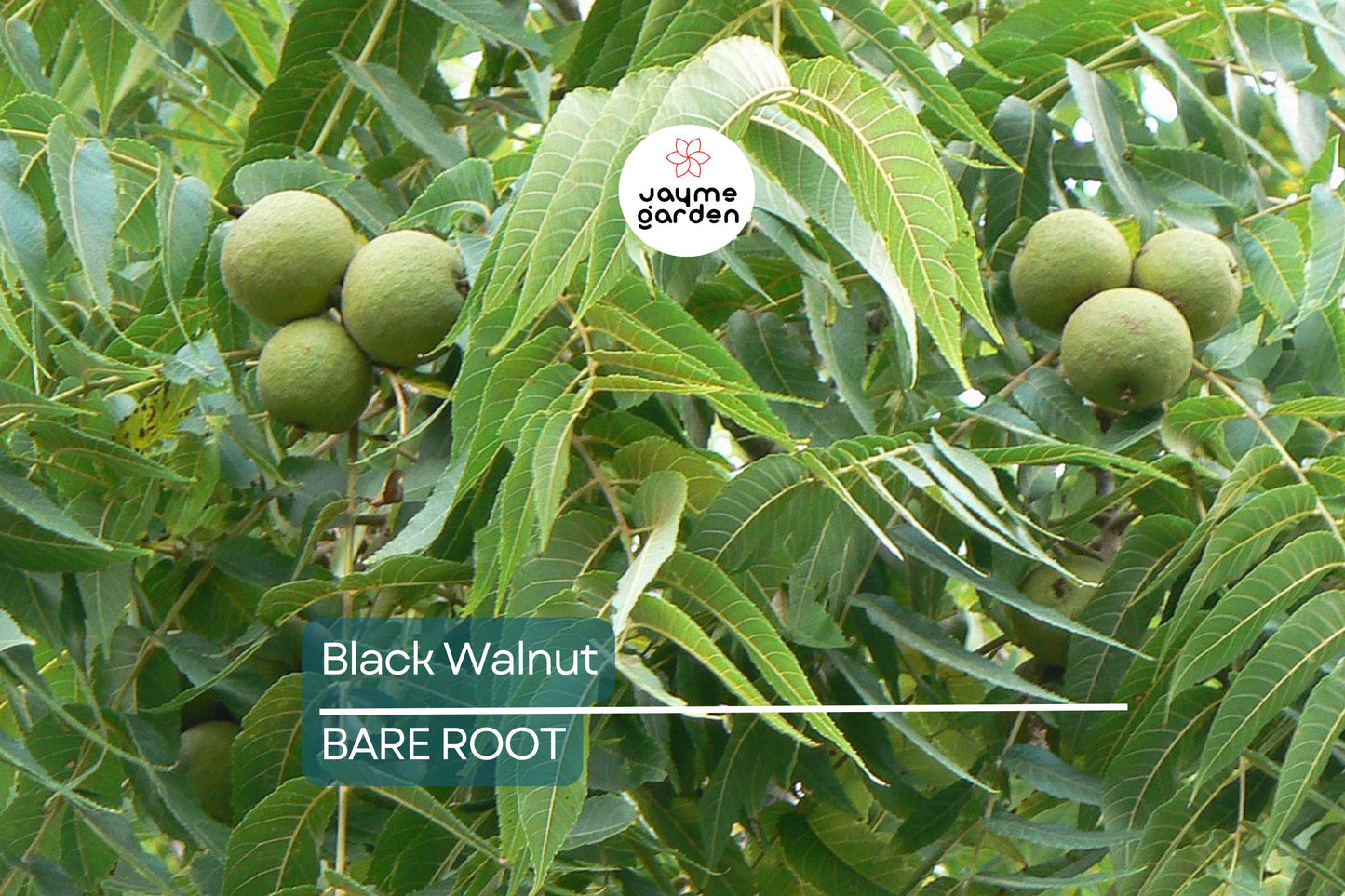 2 Black Walnut Trees 3-4' Tall | Bare Root Seedlings | Hardy Tree for USDA Zones 4-9