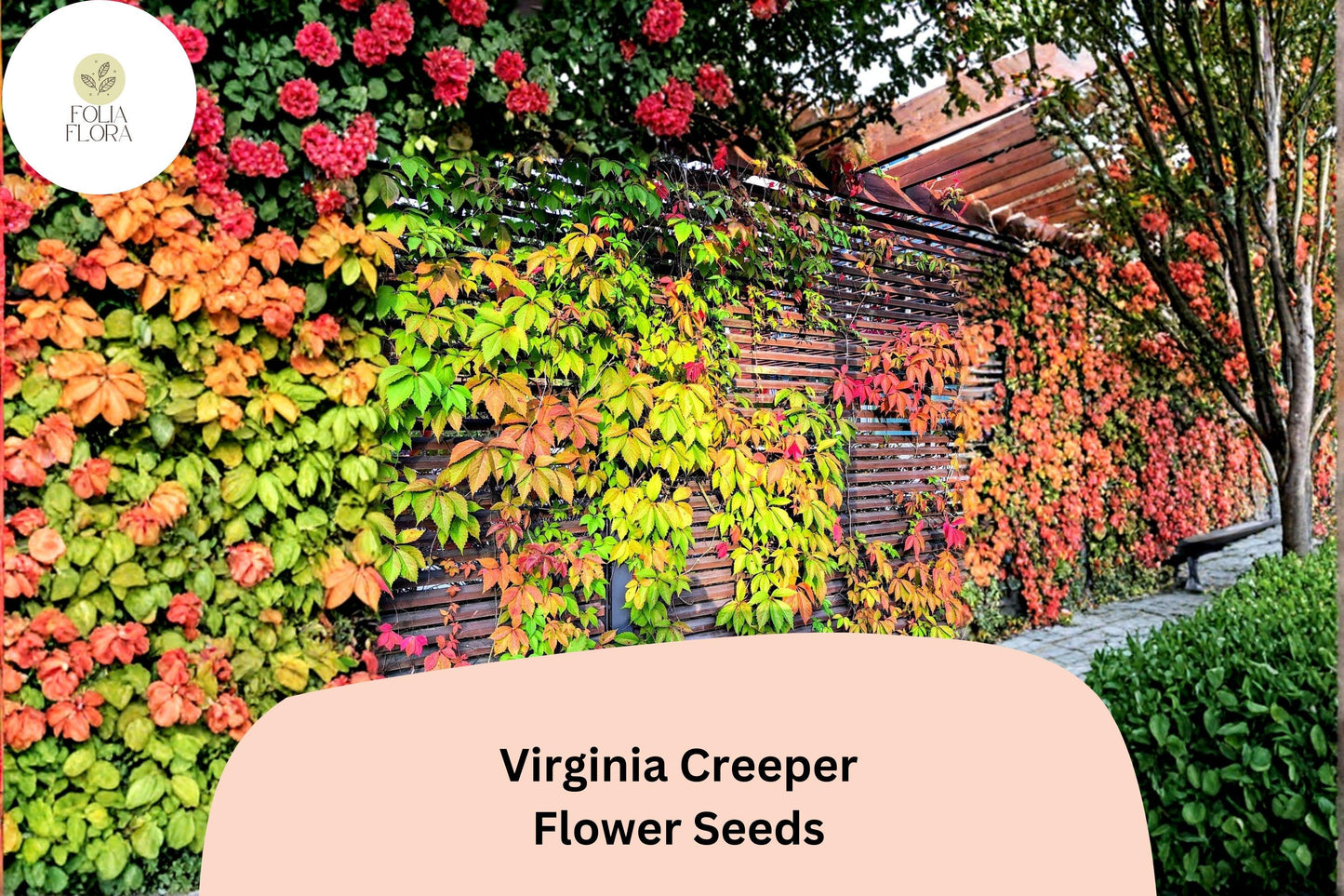 Virginia Creeper Seeds – 10 Parthenocissus quinquefolia | Ornamental Foliage for Garden & Trellis