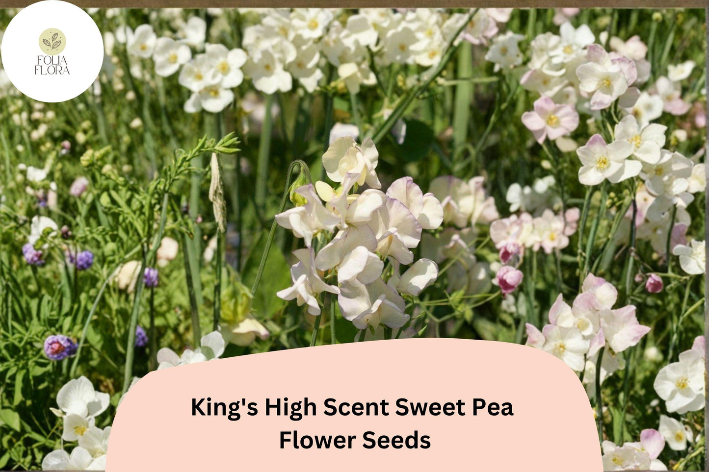 King’s High Scent Sweet Pea Seeds | Lathyrus odoratus Flowers Garden Planting (50+ Seeds)