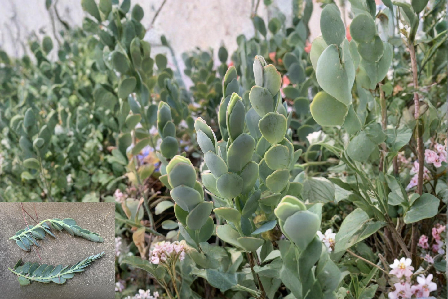 Kalanchoe marnieriana 3 Cuttings 5 Inch Succulent Unrooted