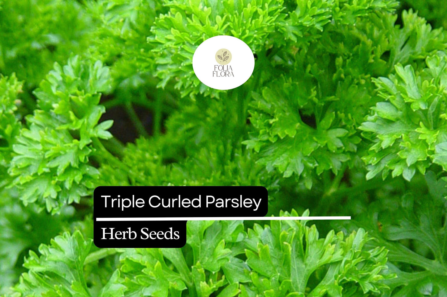 1000 Seeds Triple Curled Parsley (Petroselinum crispum) - Flavorful Herb for Culinary & Ornamental Use