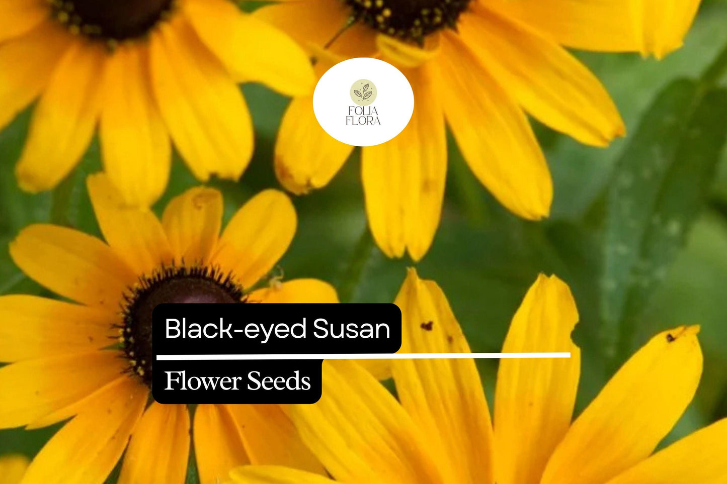 25 Black-eyed Susan Seeds (Rudbeckia hirta) | Bright Yellow Wildflower | Easy-Grow Native Pollinator Plant for Home Gardens