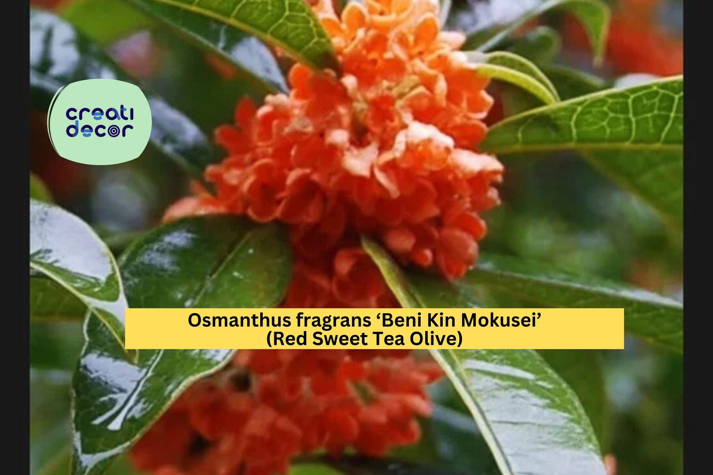 Osmanthus fragrans ‘Beni Kin Mokusei’ | Red Sweet Tea Olive | Rooted Starter Evergreen Shrub with Fragrant Flowers
