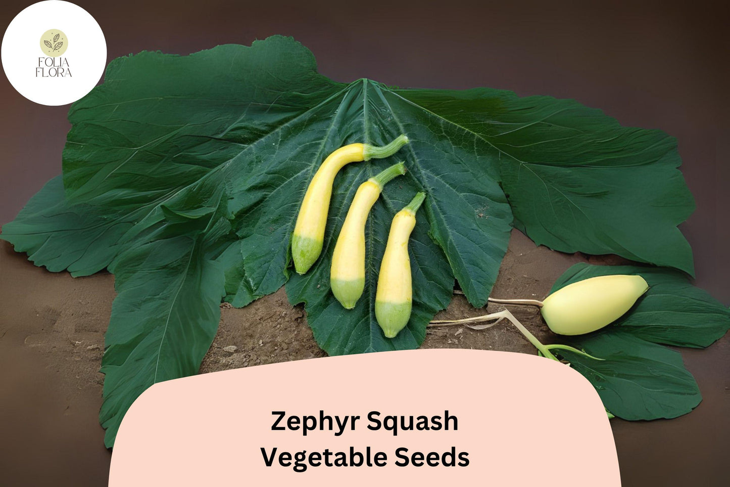 25+ Zephyr Squash Seeds for Planting | Unique Yellow Green Summer Squash | Heirloom Vegetable Garden Seeds
