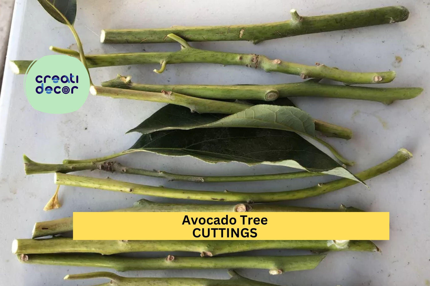 3 Zutano Avocado Tree Cuttings – Persea americana | Unrooted 6–10” Scions for Grafting or Propagation in Zones 9–11 Gardens or Greenhouses