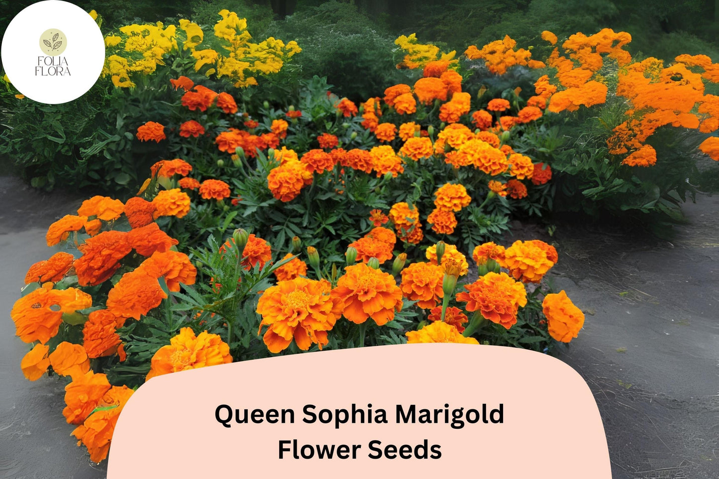 25+ Queen Sophia Marigold Seeds | Tagetes patula | Compact French Marigold with Orange-Red & Gold Blooms | Garden Flower Seeds