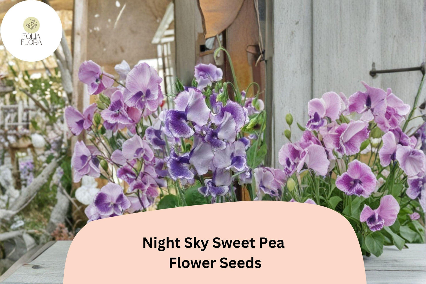 Night Sky Sweet Pea 50+ Seeds for Planting – Fragrant Climbing Flower Vine, Garden Annual