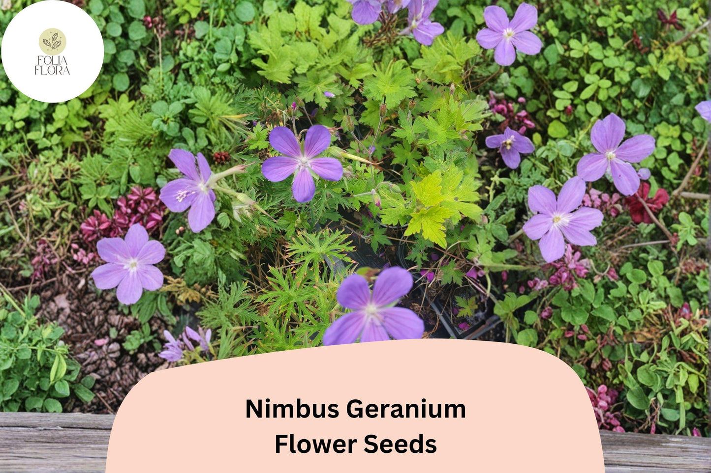 25+ Nimbus Geranium Seeds | Hardy Perennial | Soft Purple Blooms for Garden Borders & Cottage Gardens