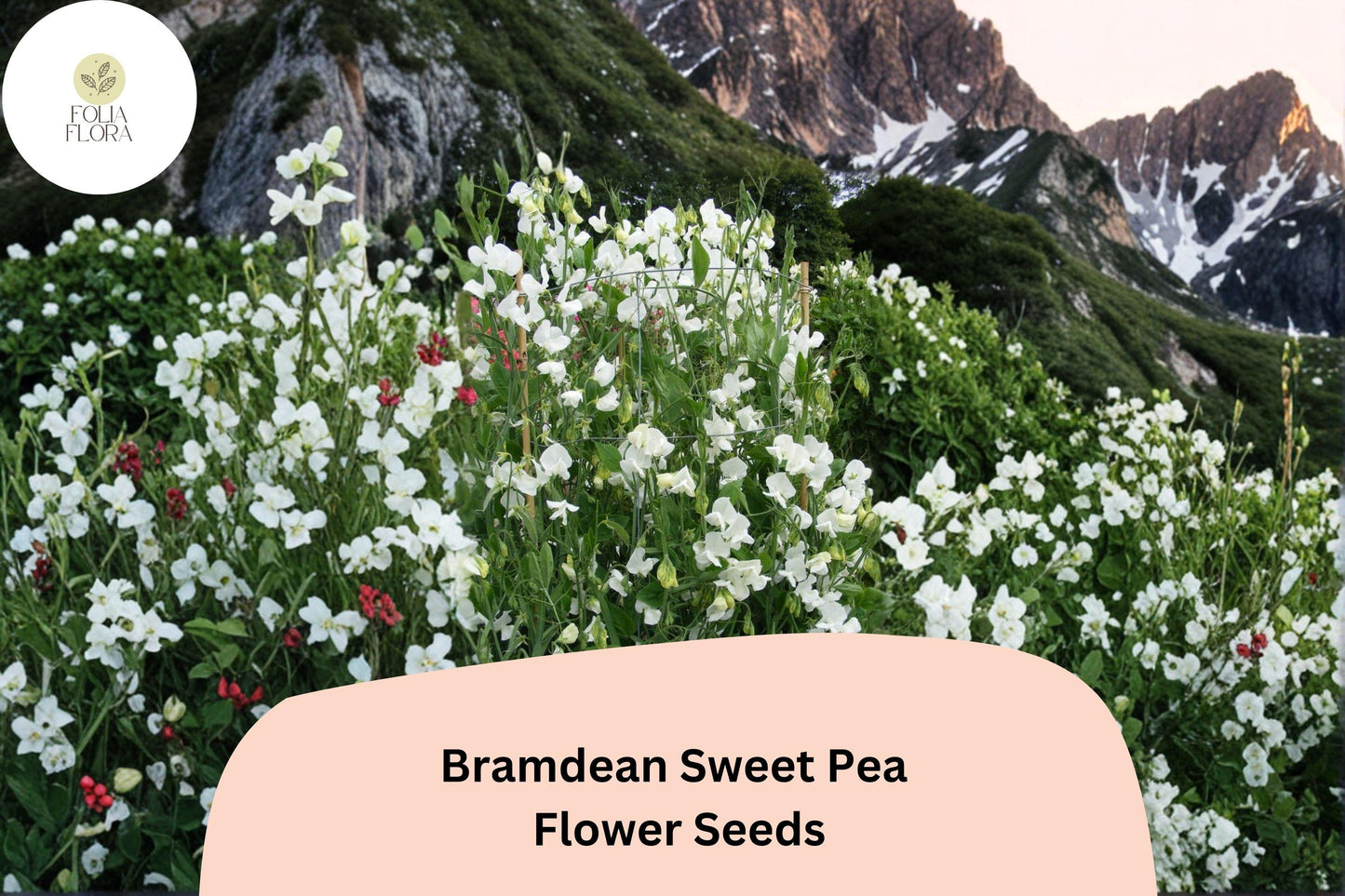 50+ Bramdean Sweet Pea Seeds | Fragrant Climbing Annual Flower for Garden & Cut Flower Arrangements