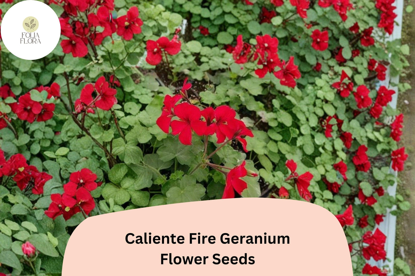 25+ Caliente Fire Geranium Seeds | Bright Red-Orange Zonal Ivy Hybrid | Garden & Hanging Basket Flower