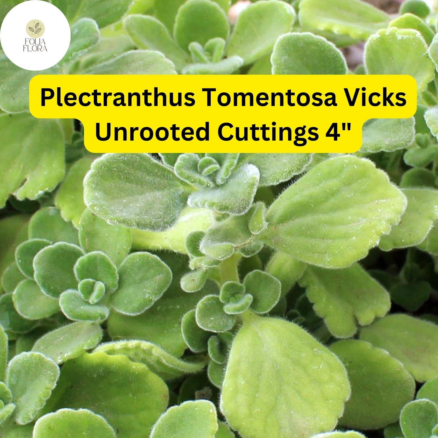 Plectranthus tomentosa ‘Vicks Plant’ | 3 Unrooted 4" Live Succulent Cuttings | Fragrant, Fuzzy Leaves, Easy-Care