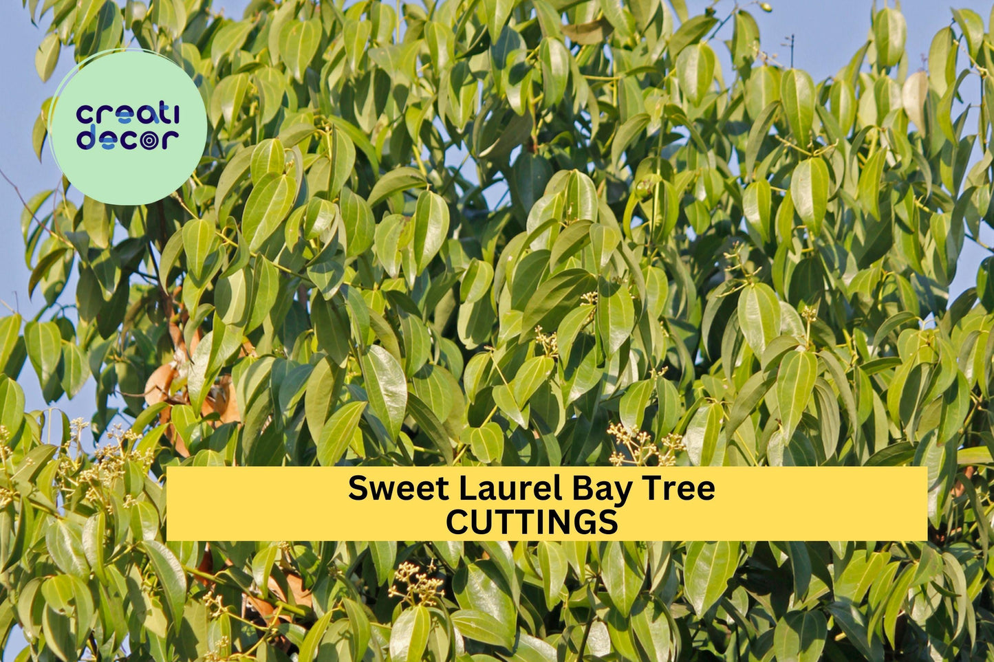 5 Sweet Laurel Bay Tree Cuttings – Aromatic Culinary Herb for Indoor or Outdoor Growing, Hardy Evergreen Shrub – Free US Shipping!