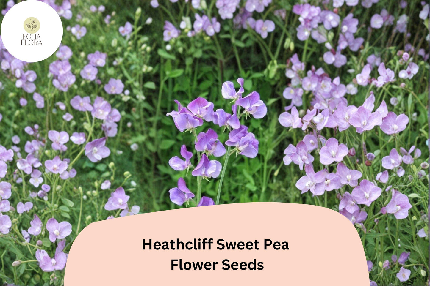 Heathcliff Sweet Pea Seeds | Lathyrus odoratus Purple Blooms Garden Planting (50+ Seeds)