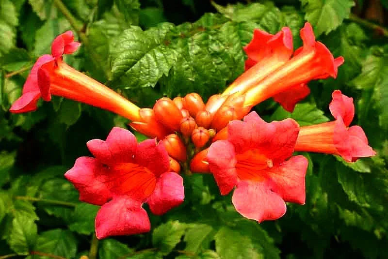 18 Red Trumpet Vine Cuttings β Campsis radicans Live Perennial Vines β Hummingbird-Friendly Organic Pollinator Plant for Garden & Fence