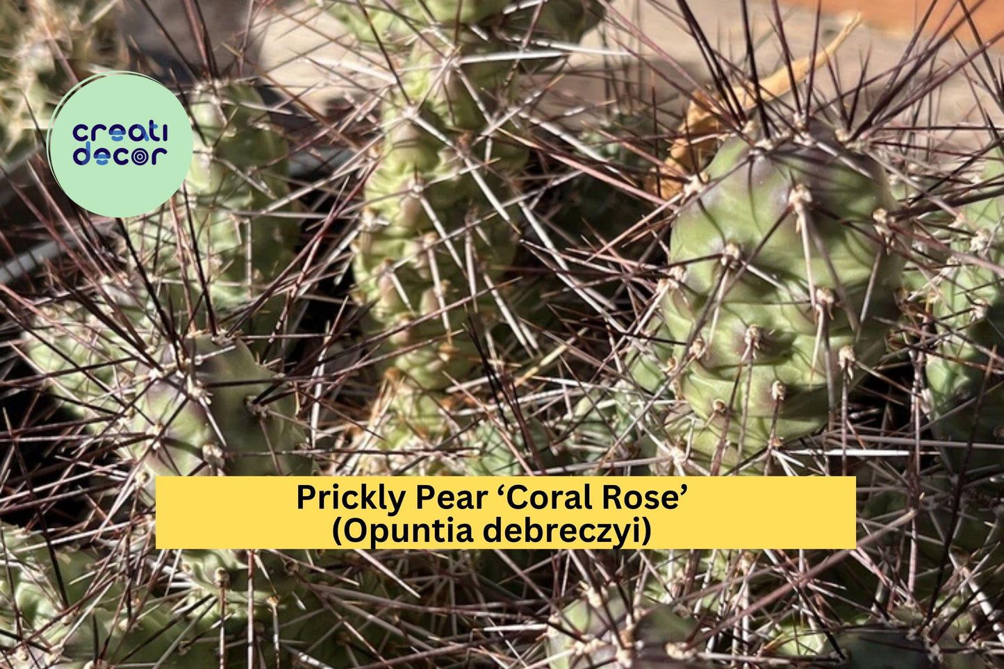 Prickly Pear Cactus ‘Coral Rose’ – Opuntia debreczyi – Cold Hardy Cactus Cutting for Drought-Tolerant Rock Gardens
