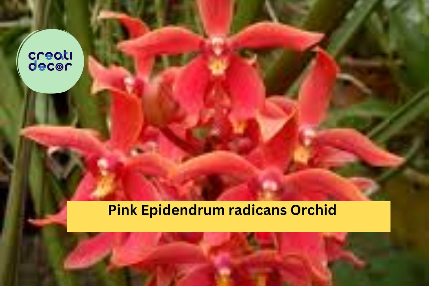Epidendrum radicans Pink – Rooted Orchid Cutting – Sun-Loving Reed-Stem Orchid for Garden, Patio, or Indoor Display
