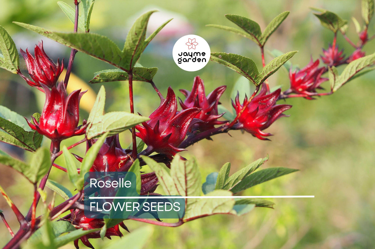 50 Roselle Seeds | Hibiscus sabdariffa | Asian Sour Leaf | Heirloom, Edible & Medicinal