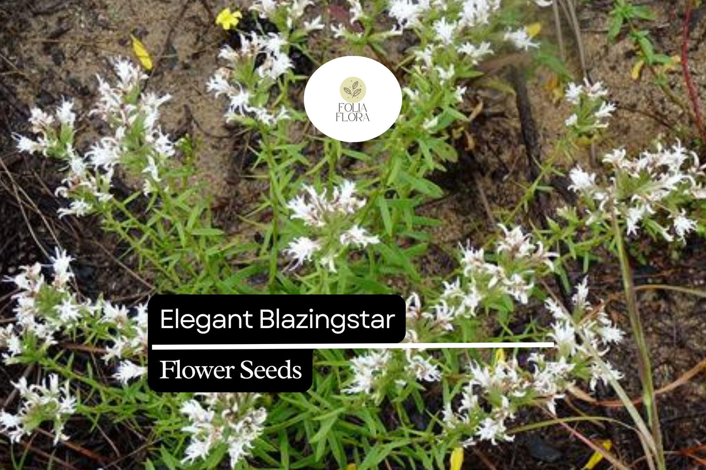 Elegant Blazingstar Seeds (Liatris elegans) | 25 Seeds | Vibrant Pink-Purple Spikes | Pollinator-Friendly | Native Wildflower for Gardens