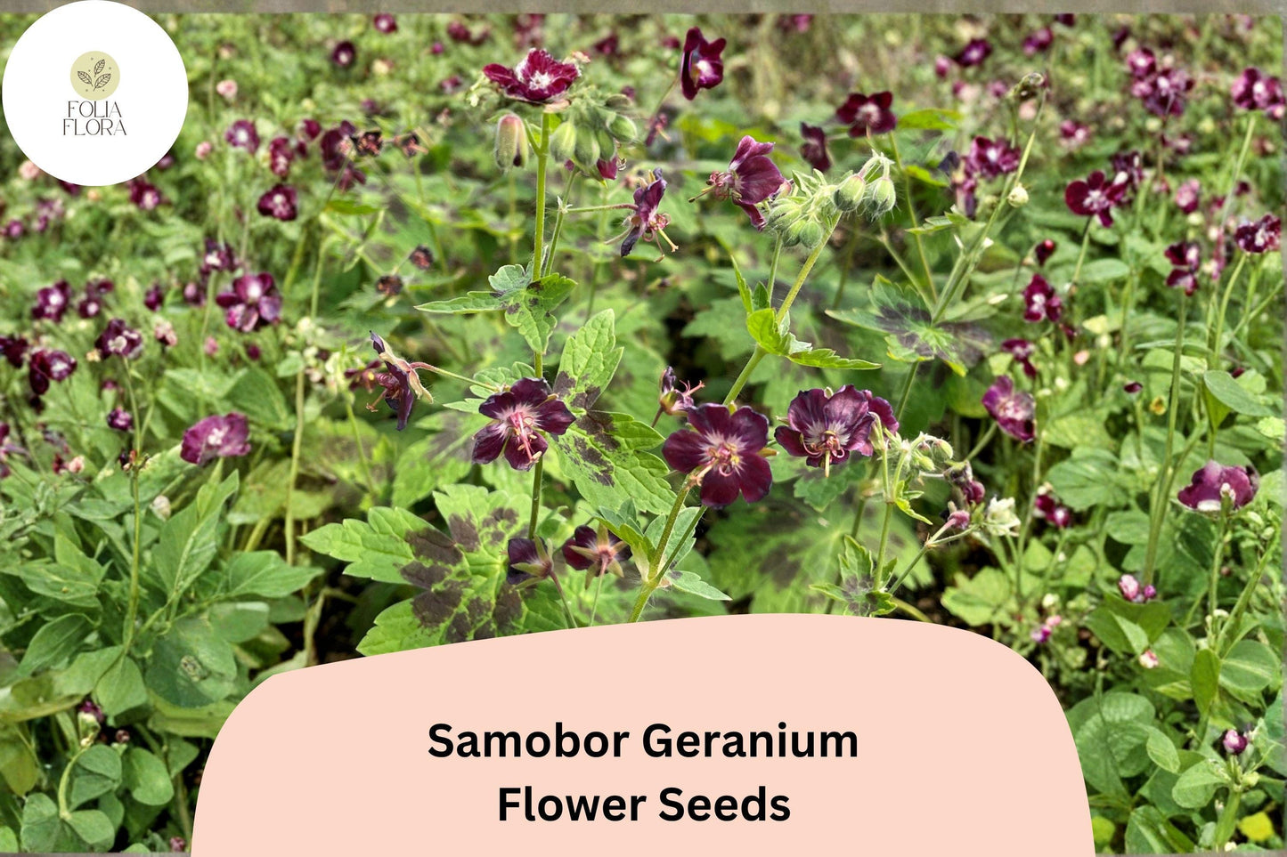 25+ Samobor Geranium Seeds | Purple Cranesbill | Geranium phaeum Samobor Seeds for Shade Gardens & Borders