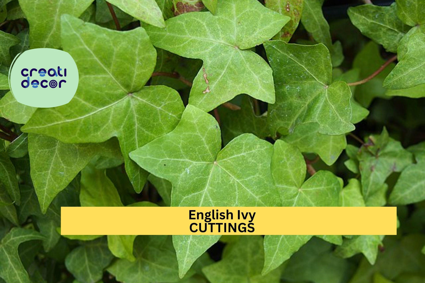15 English Ivy Cuttings | Cold Hardy Evergreen Vine | South Carolina Grown | Hardy Perennial Ground Cover | Easy to Root