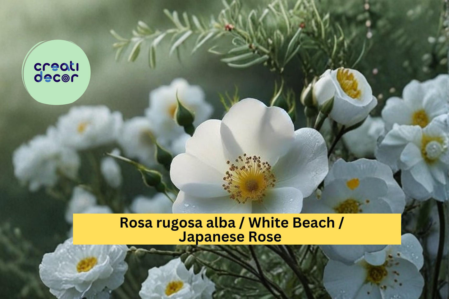 White Beach Rose Seeds Rosa rugosa alba 25 Count Hardy Fragrant Rose Garden Shrub Seeds