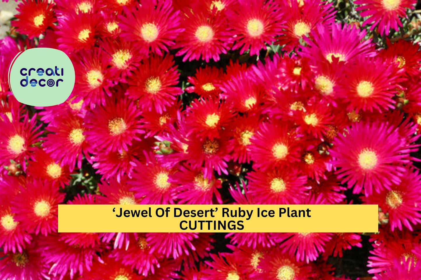 12 Ruby Ice Plant Cuttings | Jewel of Desert Delosperma | Succulent Ground Cover Starter | Drought Tolerant Bright Blooms