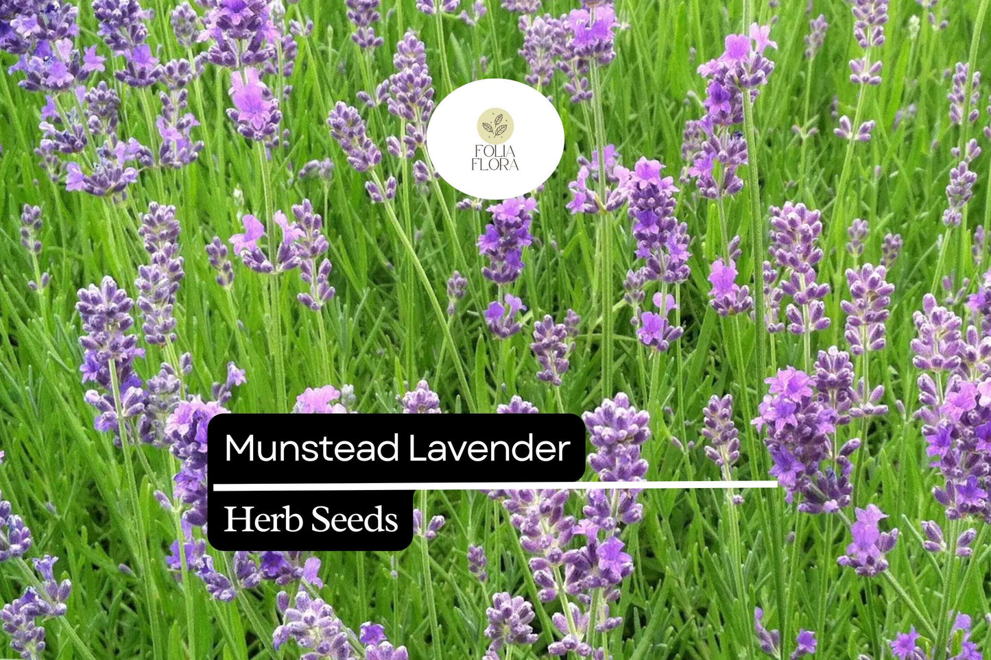 100 Seeds Munstead Lavender (Lavandula angustifolia) – Fragrant, Hardy English Lavender