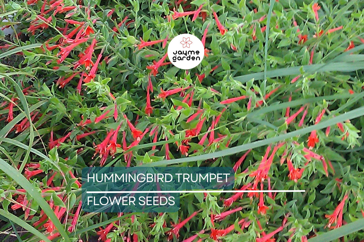 70 Hummingbird Trumpet Creeper Vine Seeds | Campsis Radicans | Fast-Growing | Attracts Pollinators