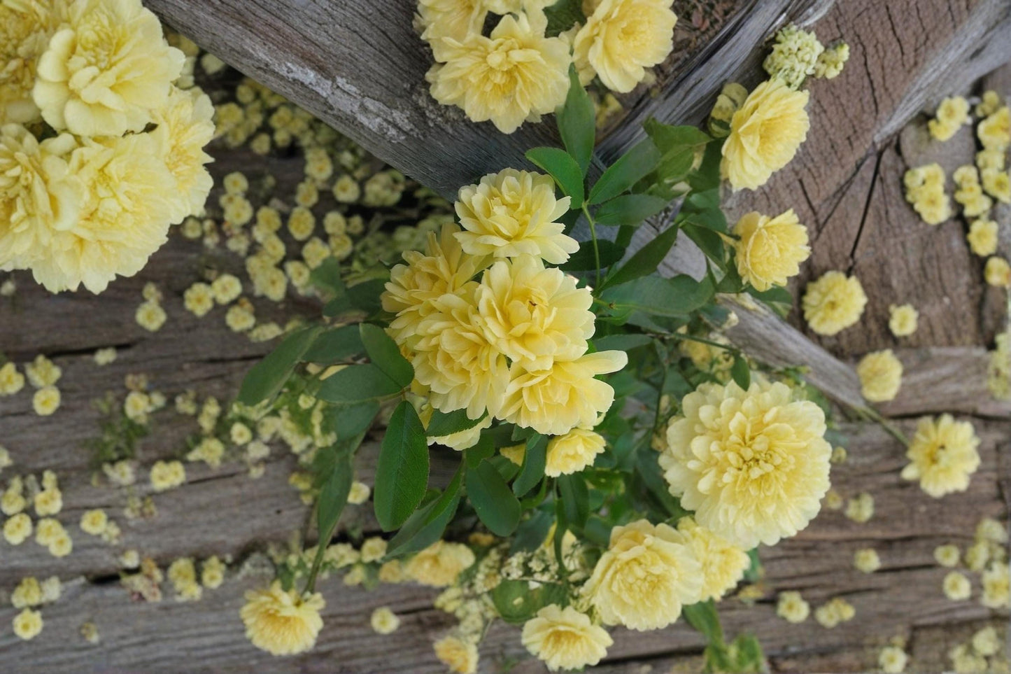 Yellow Lady Banks Climbing Rose 4 Cuttings Thornless (Rosa banksiae lutea)
