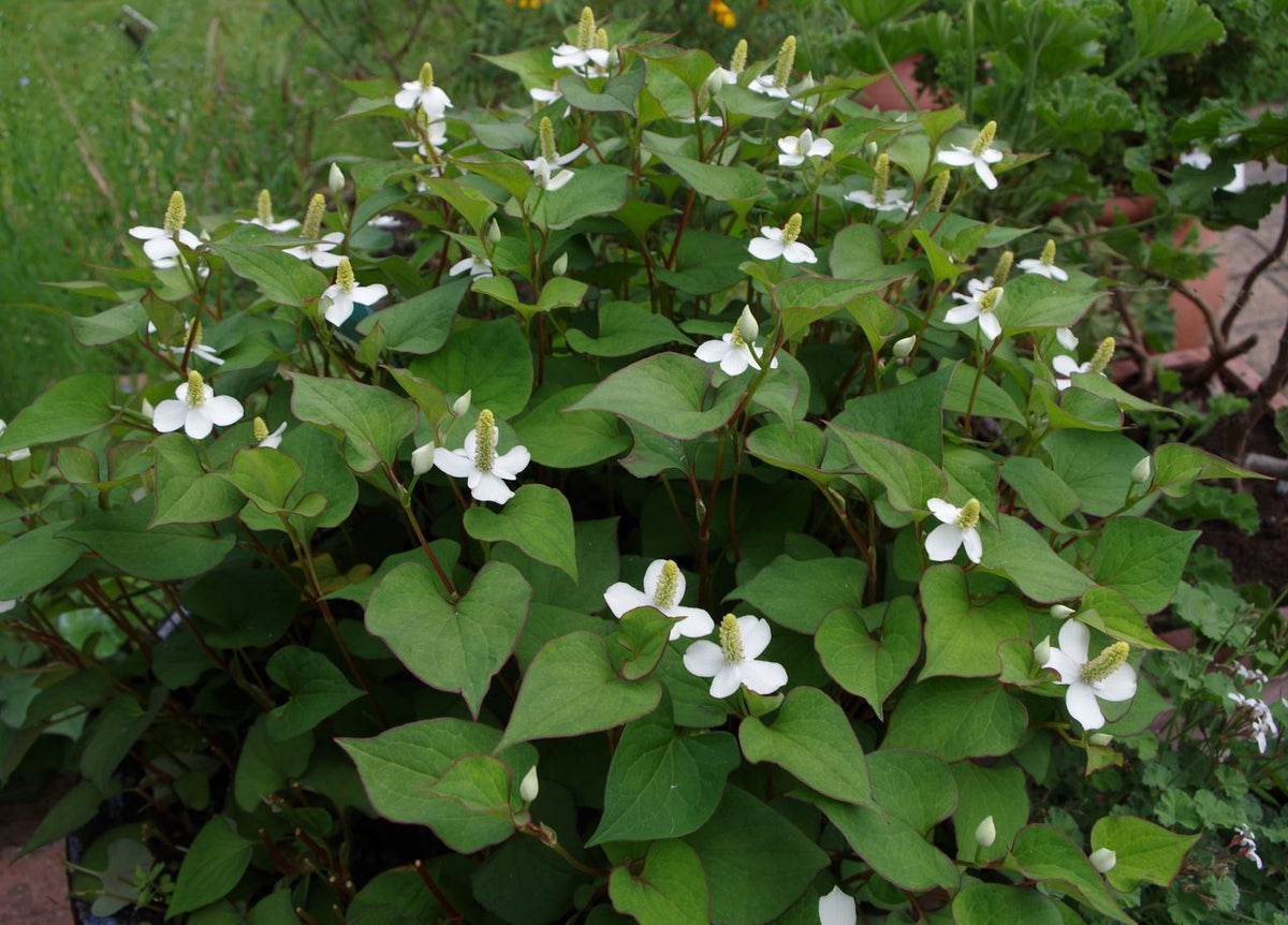 15 Live Fish Mint Plants (Houttuynia cordata) 6β Bareroot | Vietnamese Herb, Herbal Ground Cover, Heartleaf, Chameleon Plant