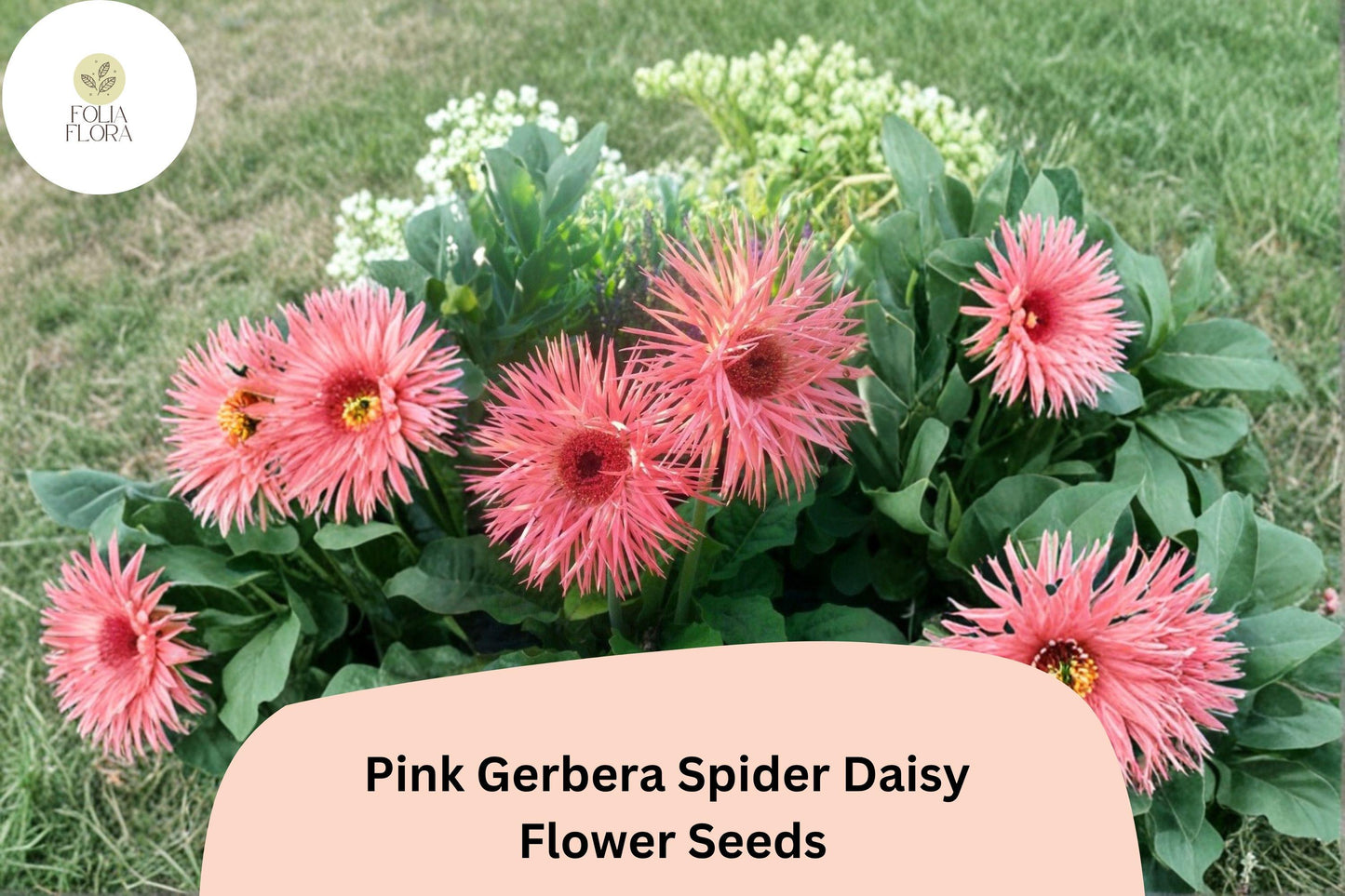50+ Pink Gerbera Spider Daisy Seeds | Gerbera jamesonii | Unique Petal Form | Exotic Pink Garden Flower