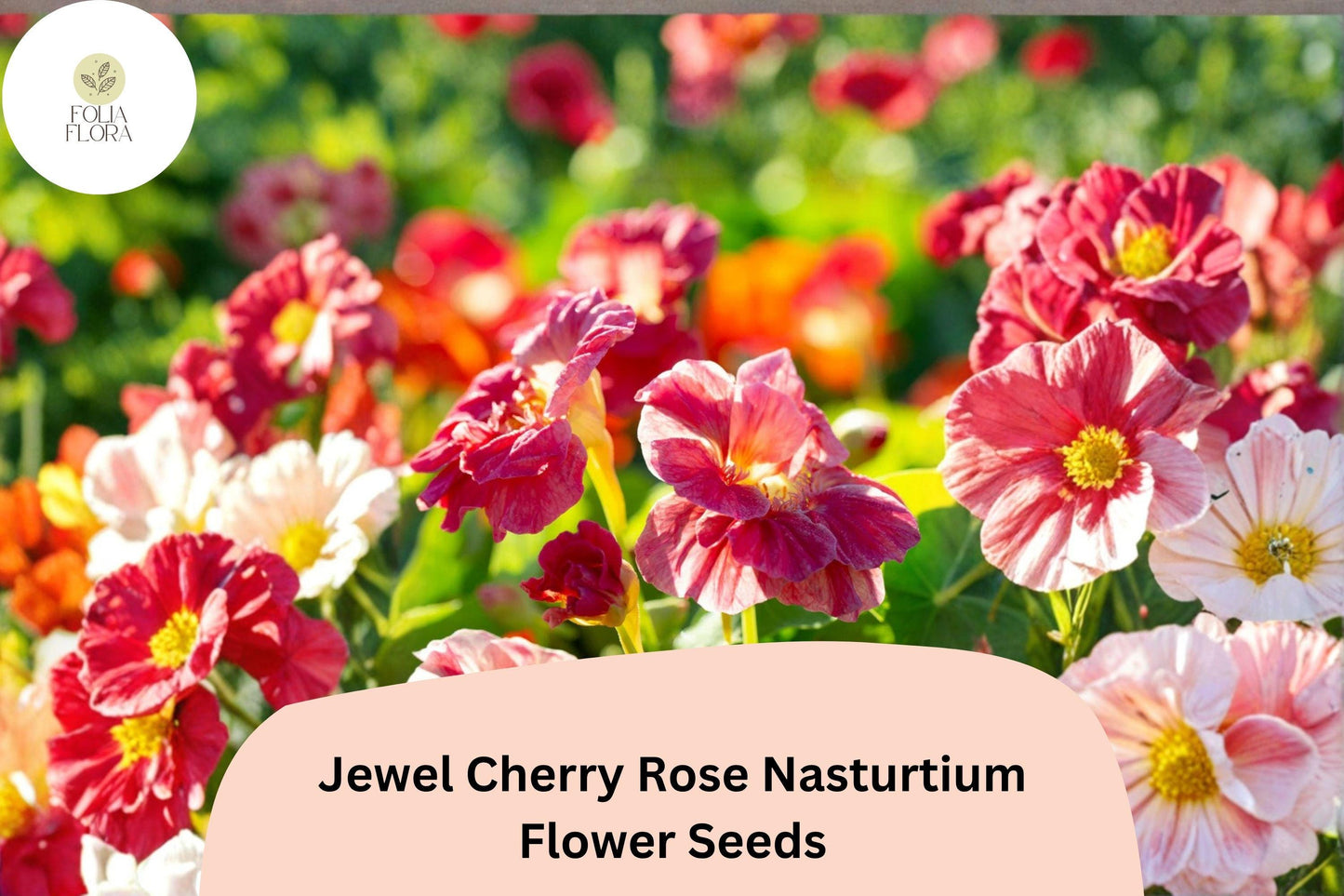 50+ Jewel Cherry Rose Nasturtium Seeds | Tropaeolum majus | Bright Pink-Red Blooms
