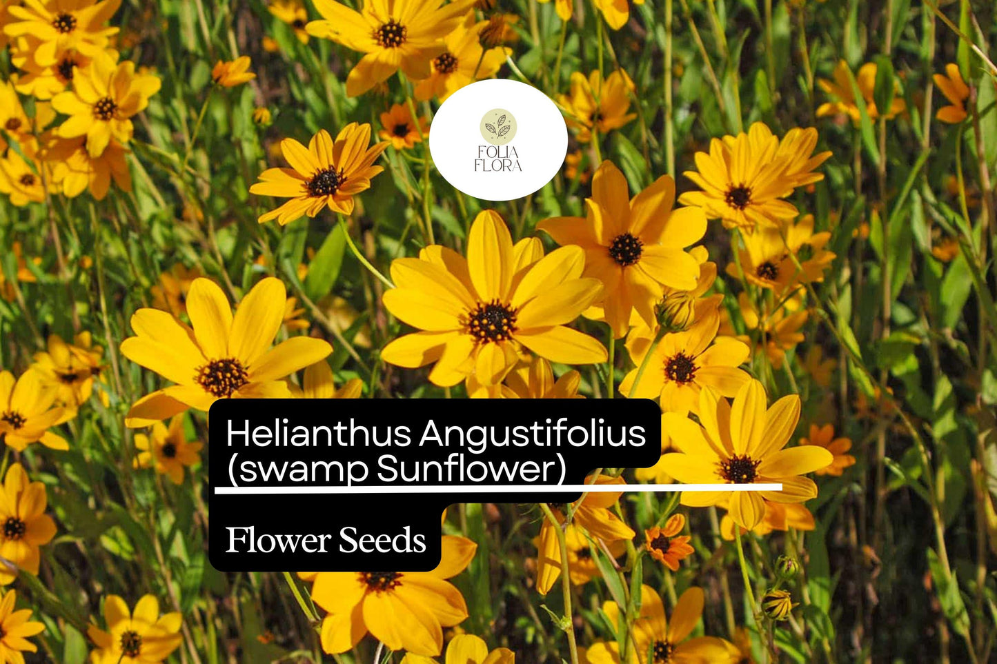 100 Seeds Swamp Sunflower | Helianthus angustifolius | Bright Native Wildflower, Pollinator Magnet, Easy to Grow, Non-GMO