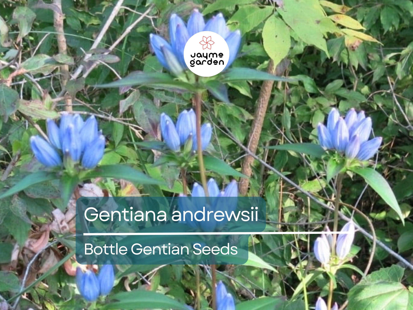 750 Seeds Gentiana Andrewsii | Bottle Gentian Seeds for Planting | Native Blue Wildflower | Pollinator-Friendly Perennial Gardens & Meadows