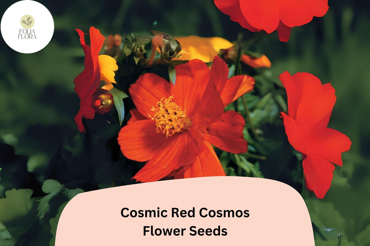 200+ Cosmic Red Cosmos Seeds | Cosmos Sulphureus Bright Red Annual Flower Seeds for Garden