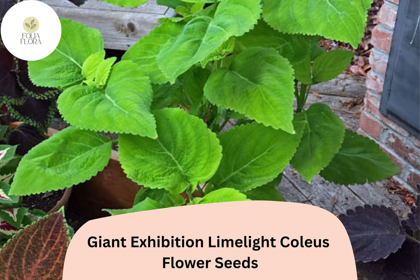 25+ Giant Exhibition Limelight Coleus Seeds | Large Shade Plant | Bright Lime Green Foliage | Garden Bedding Seeds