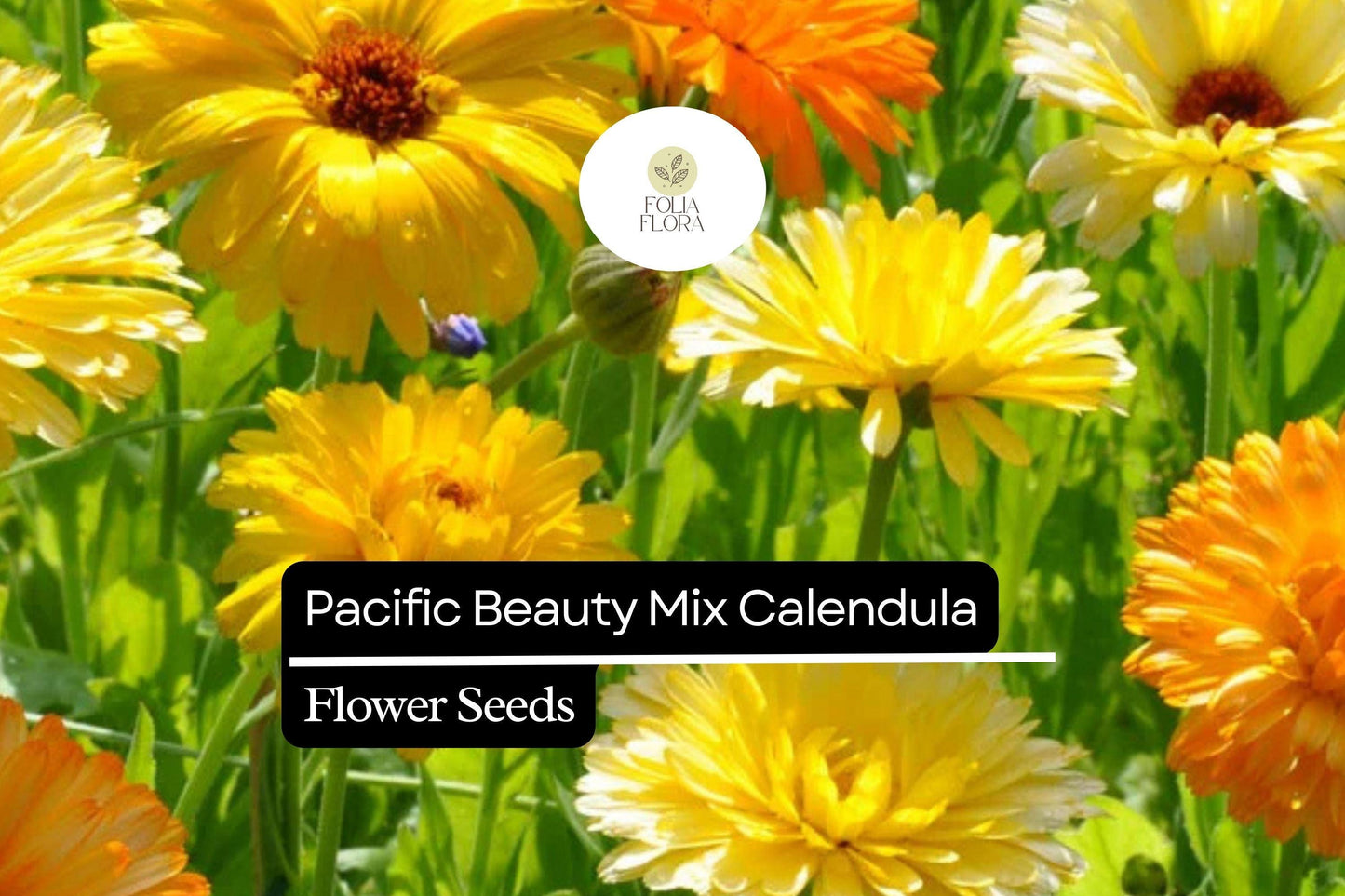 Pacific Beauty Mix Calendula (Calendula officinalis) | 50-1000 Seeds – Bright, Vibrant Blooms for Gardens