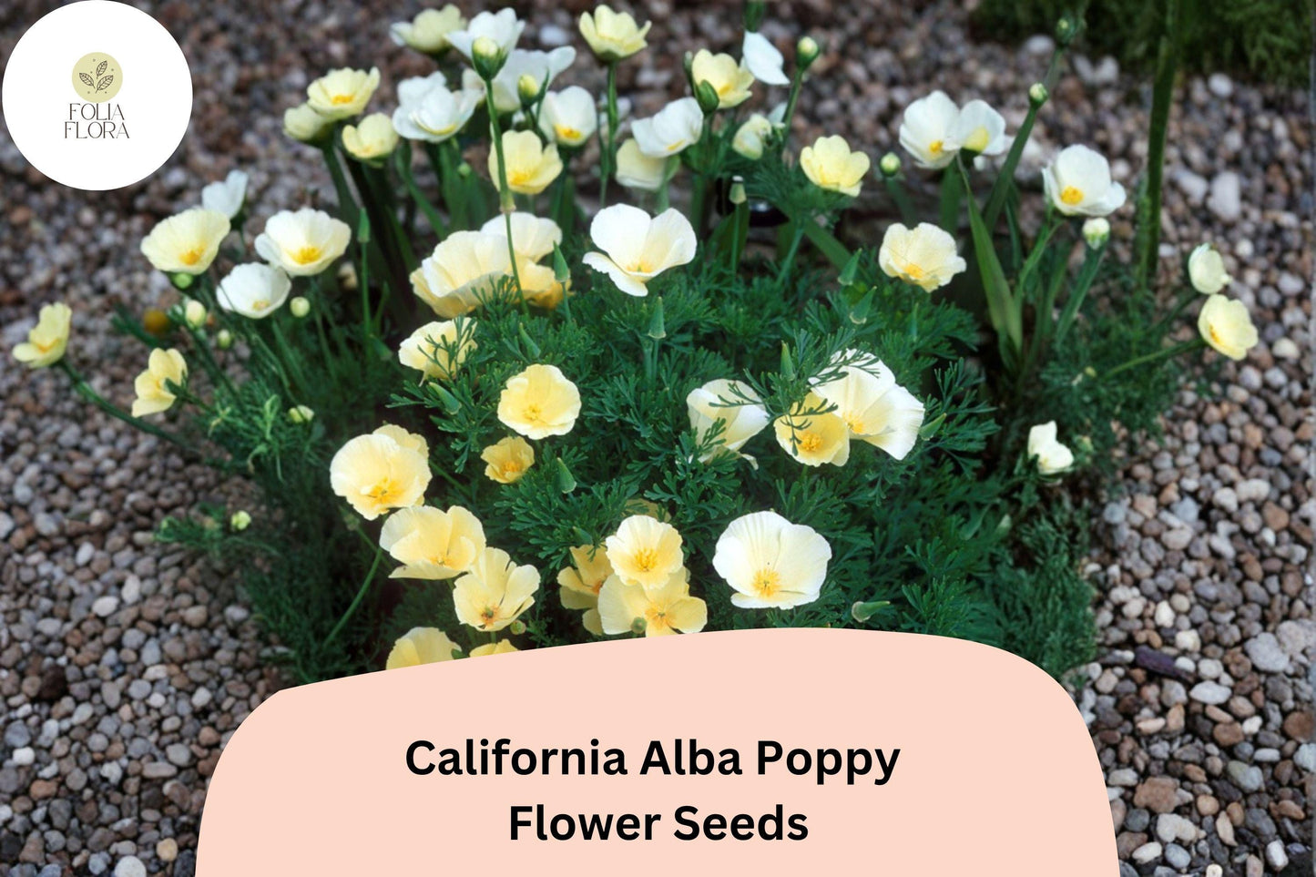 200+ California Alba Poppy Seeds | Eschscholzia californica | White Bloom Wildflower | Easy Garden Flower Seeds