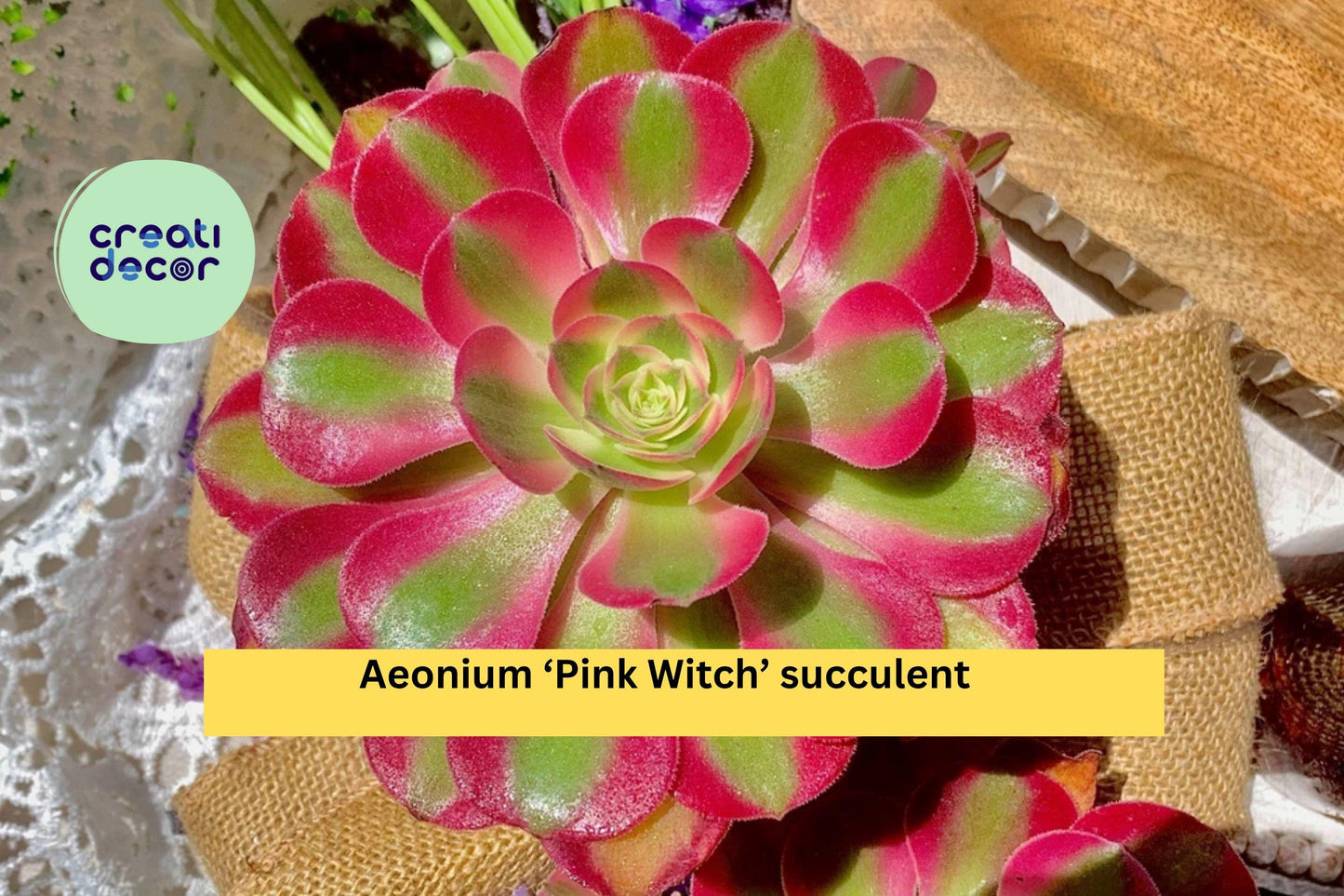 Aeonium ‘Pink Witch’ Succulent – 3.5–4″ Bare Root Live Plant – Rare Pink Rosette Succulent Gift for Home or Garden