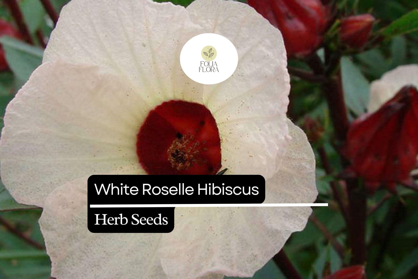 White Roselle Hibiscus Seeds (Hibiscus sabdariffa) | 25 Seeds | Edible Leaves & Calyces | Beautiful White Blooms