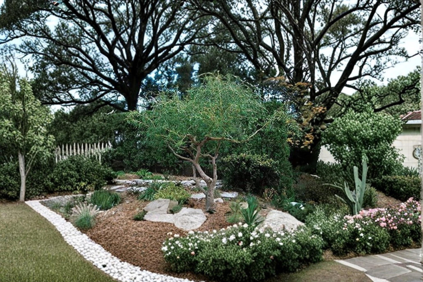 Corkscrew Willow 20 Cuttings (Salix matsudana ‘Tortuosa’) Unrooted Fast Growing Tree