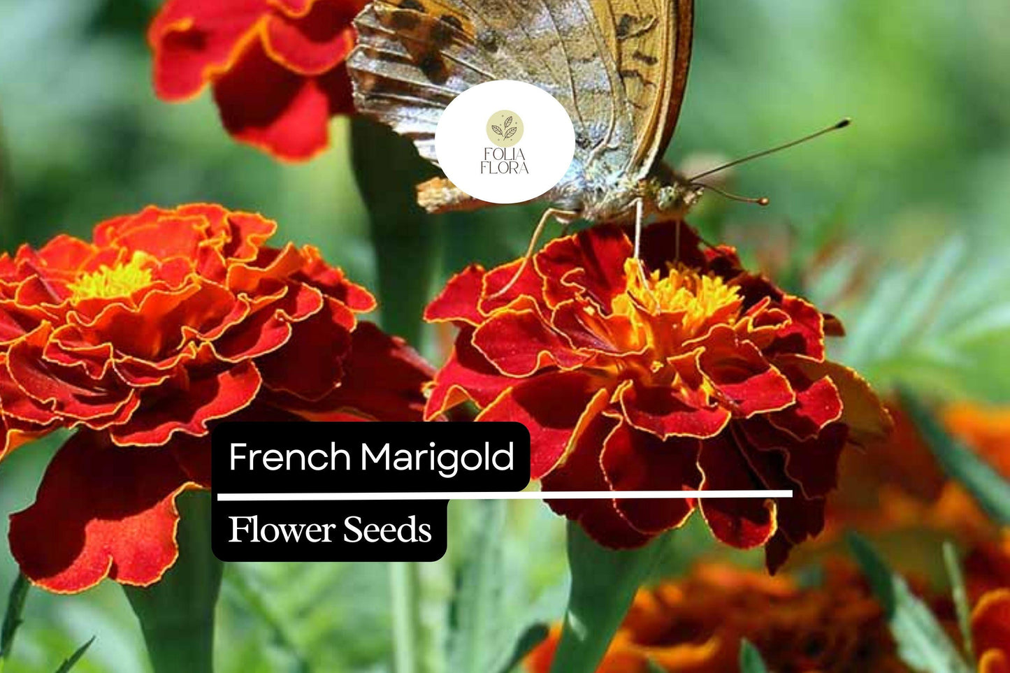French Marigold Seeds (Tagetes patula) | 25 Seeds | Bright, Hardy Blooms for Gardens